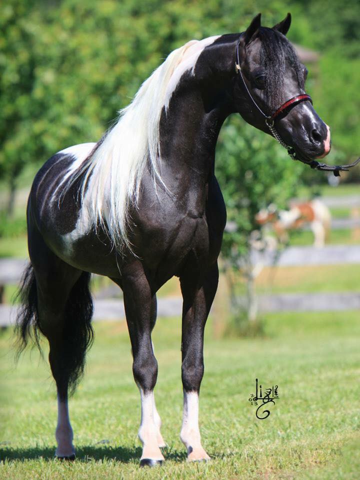 American Shetland stallion Wauk-A-Way Catch The Wind (Imp USA) Homozygous for Black 